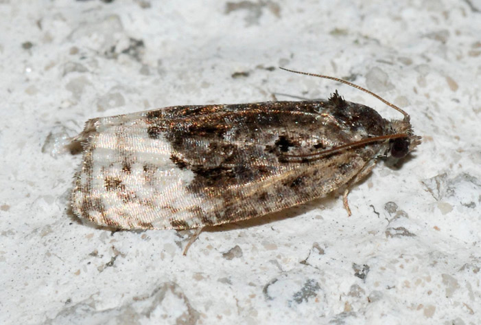 Tortricidae 30